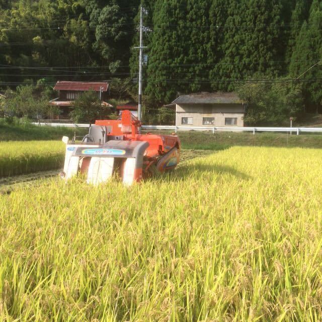 送料無料　令和5年度産　有機肥料　京都丹波産コシヒカリ　玄米5kg （精米可）美味しいお米 　_稲刈りの様子