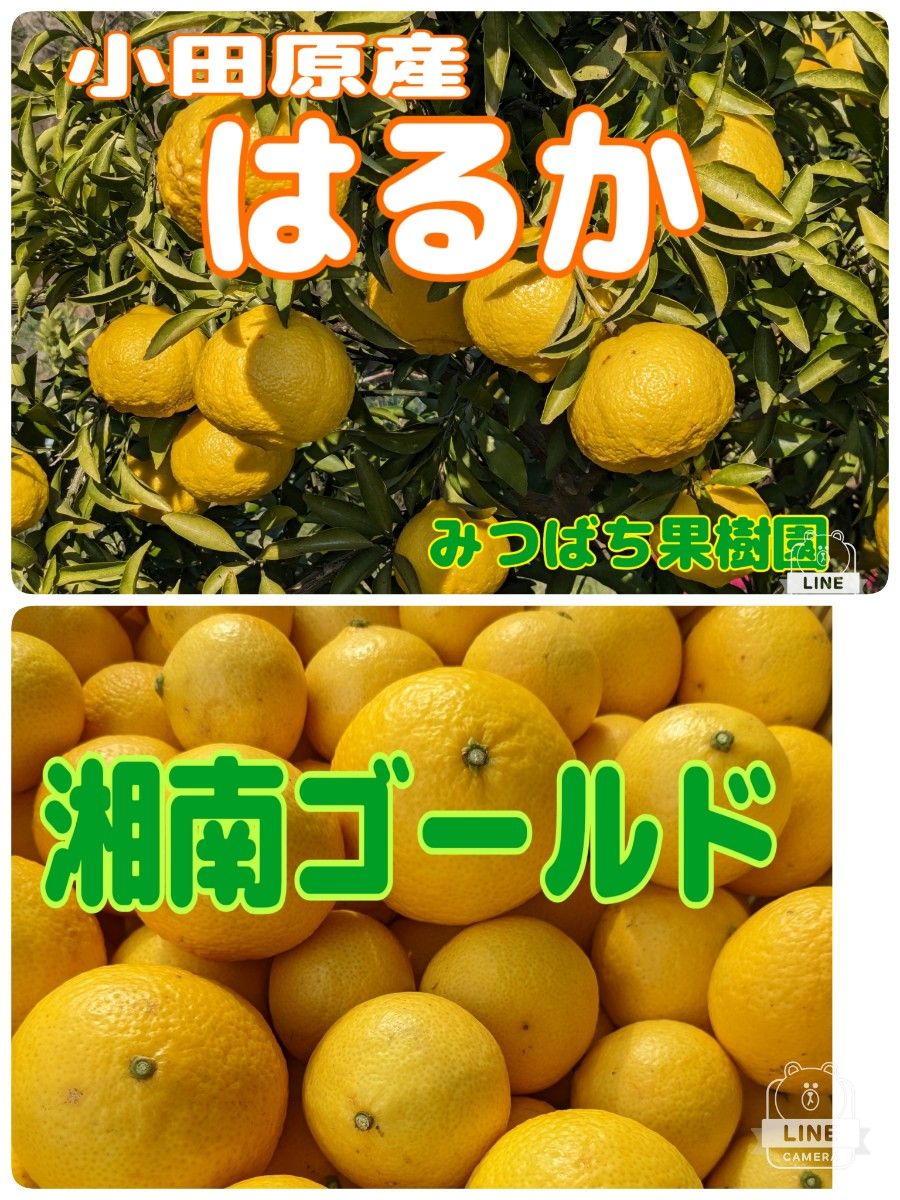 湘南ゴールド【1kg】とはるか【2kg】|Yahoo!フリマ(旧PayPay 湘南ゴールド【1kg】とはるか【2kg】|Yahoo!フリマ(旧PayPay