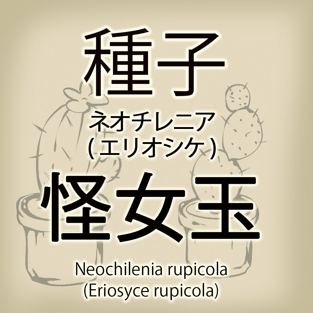 【輸入種子】ネオチレニア・怪女玉 Neochilenia rupicola エリオシケ Eriosyce サボテン 多肉植物(種111-49)_画像1