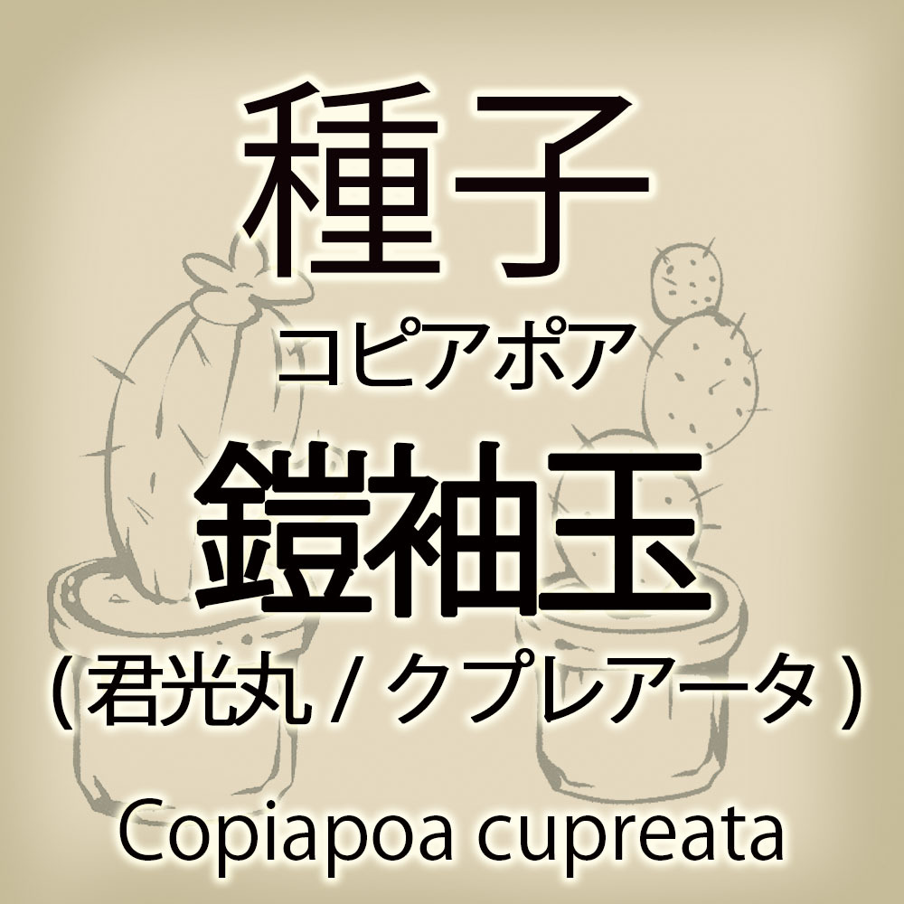 【輸入種子】コピアポア・クプレアータ(鎧袖玉/君光丸) Copiapoa cupreata (種111-15)_画像1