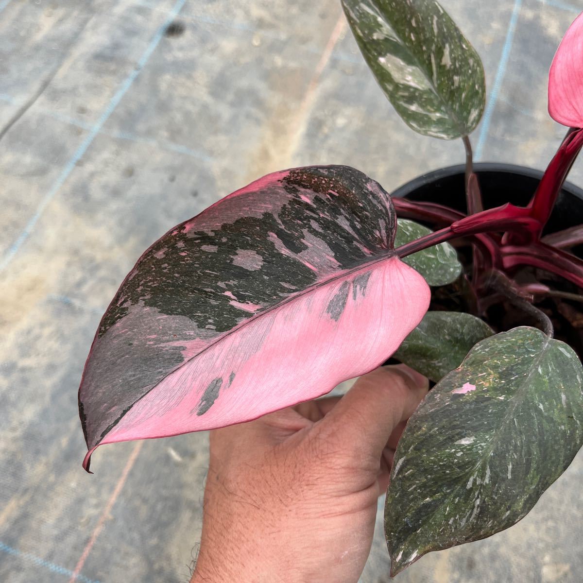 1)【Philodendron Pink princess marble】フィロデンドロン ピンクプリンセス マーブル 5寸鉢_画像2