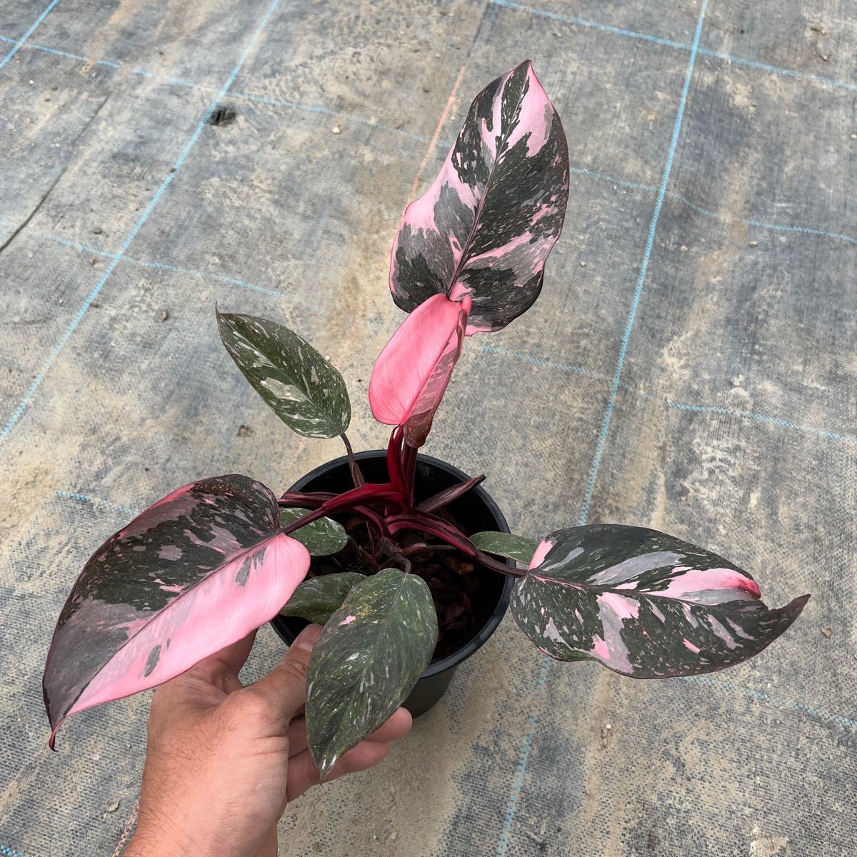 1)【Philodendron Pink princess marble】フィロデンドロン ピンクプリンセス マーブル 5寸鉢_画像1