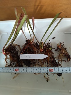 食虫植物　サラセニア　レウコフィラ（leucophylla）　８芽_画像1