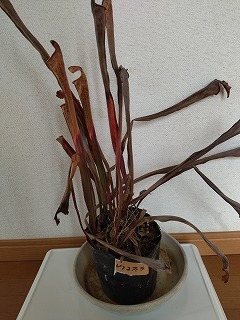 食虫植物　サラセニア　レウコフィラ（leucophylla）　８芽_画像2