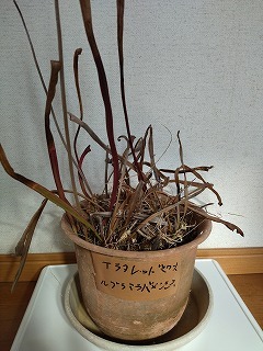 サラセニア　アラタレッドスロート×ルブラアラバメンシス（Sarracenia alata f. red throat ×rubra ssp. alabamensis)　６芽_画像2