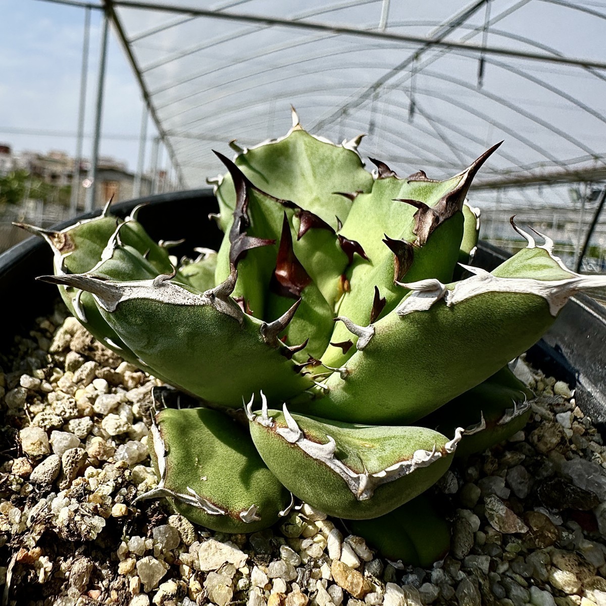 Yahoo!オークション - 【Lj_plants】51 アガベ チタノタ Yahoo!オークション - 【Lj_plants】51 アガベ チタノタ