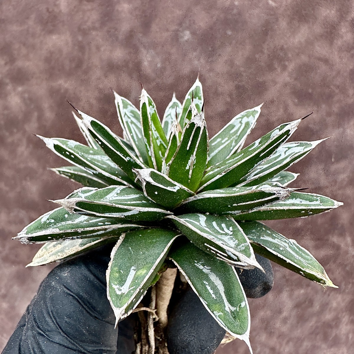 【Lj_plants】61 アガベ 多肉植物 児玉笹の雪 特濃白 極上株 付子株同梱_画像4