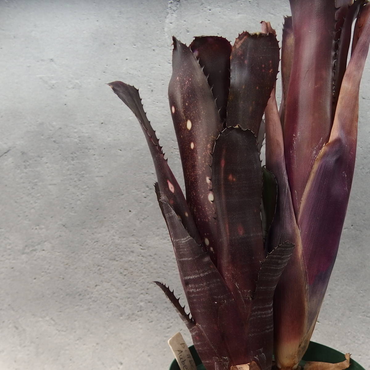 【雀草】Billbergia ‘Aubergine’ /ビルベルギア_画像1