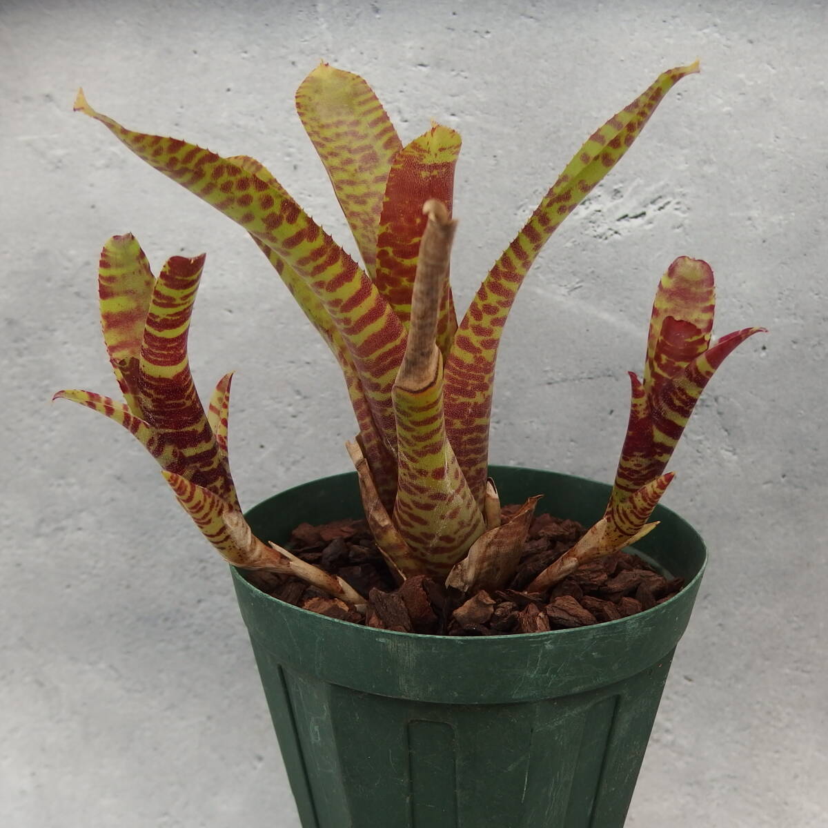 [..]Neoregelia sp./ Neo rege rear /3..#10