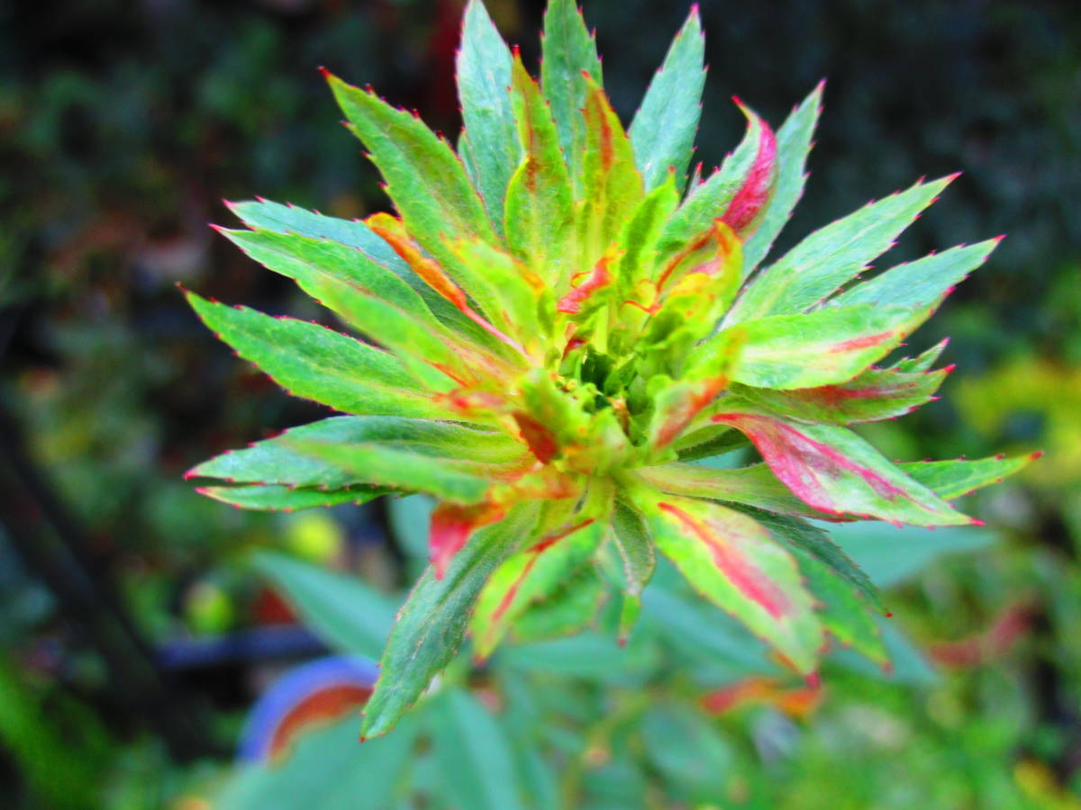 山野草　　　緑紅　獅子咲　バラ　　薔薇　　開花株 _画像1