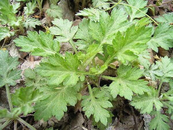 広島産　新芽　ヨモギ苗　3株　山菜 日本のハーブ　無農薬_画像2