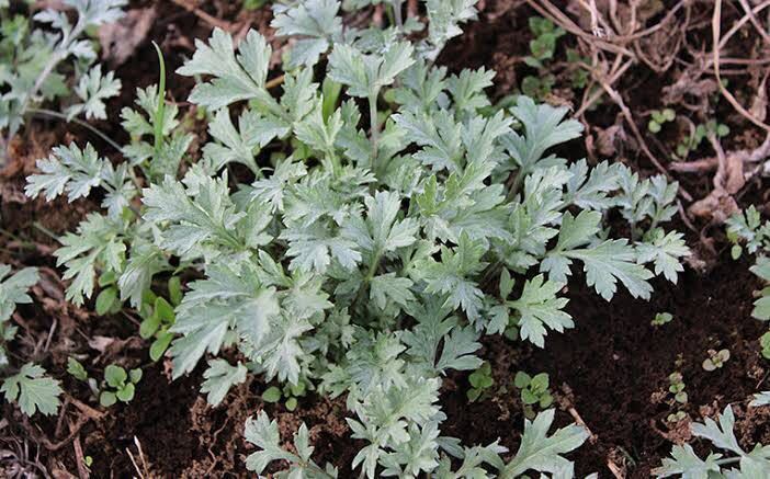 広島産　新芽　ヨモギ苗　3株　山菜 日本のハーブ　無農薬_画像1