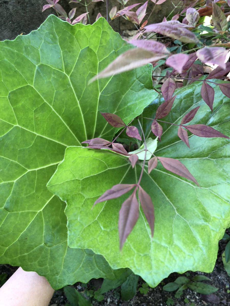 ツワブキ 山野草　大株　無農薬　リグラリア　常緑宿根草　食用可_画像3