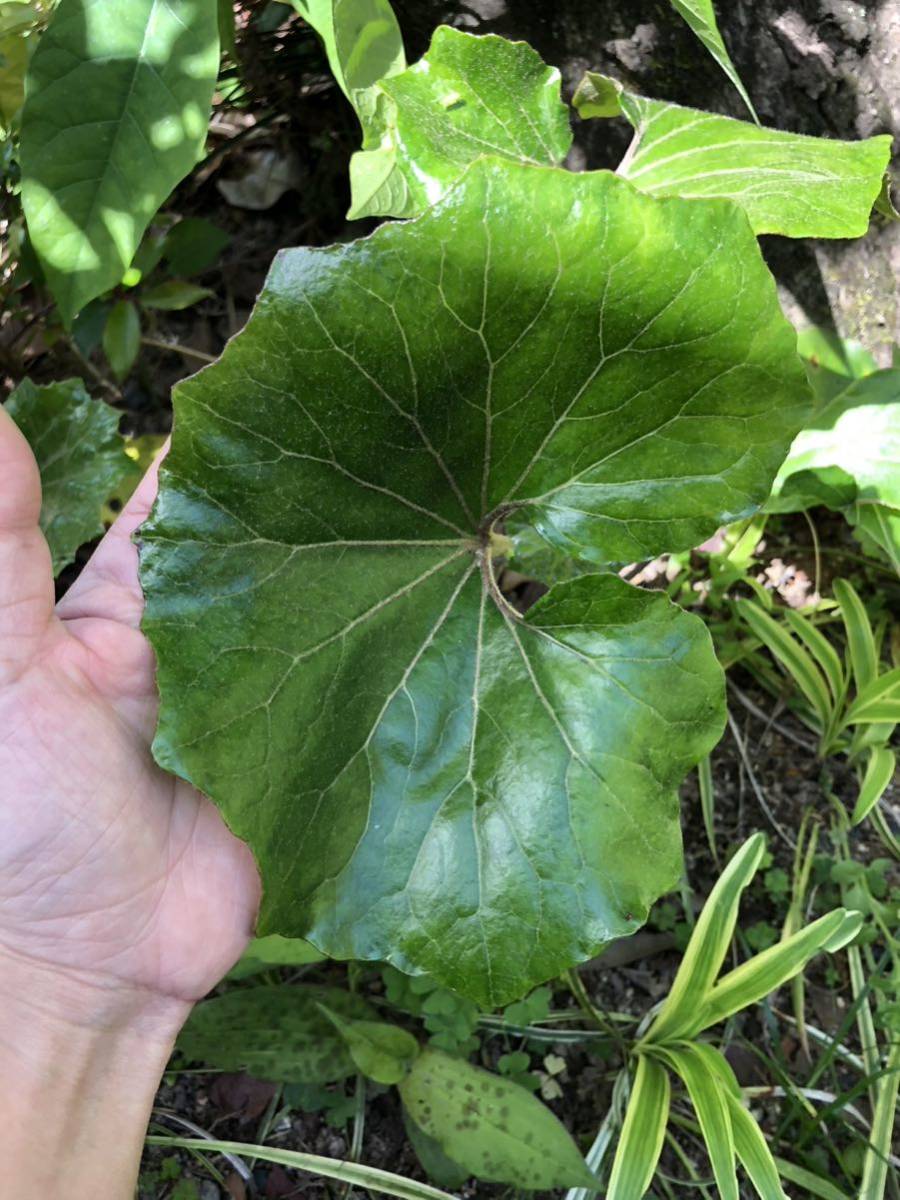 ツワブキ 山野草　大株　無農薬　リグラリア　常緑宿根草　食用可_画像1