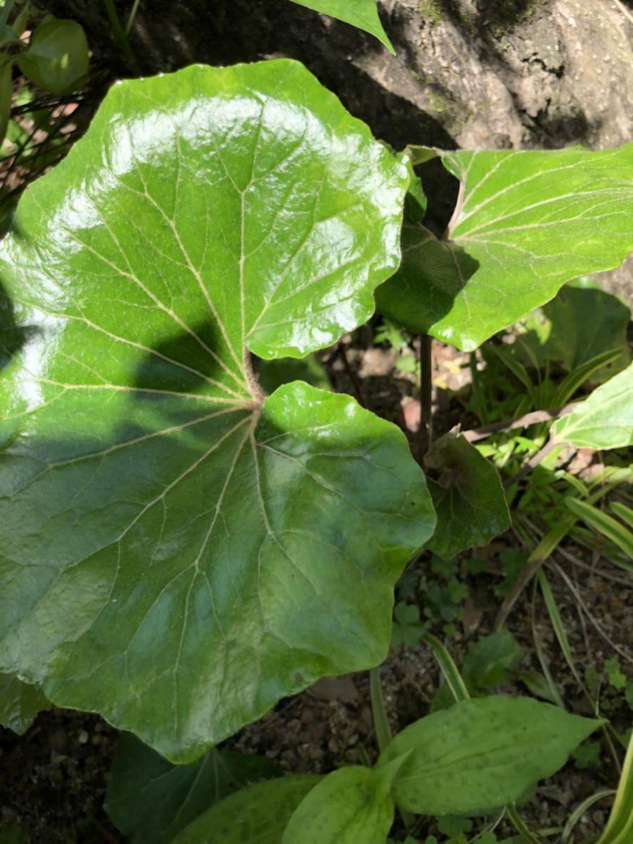 ツワブキ 山野草　大株　無農薬　リグラリア　常緑宿根草　食用可_画像4