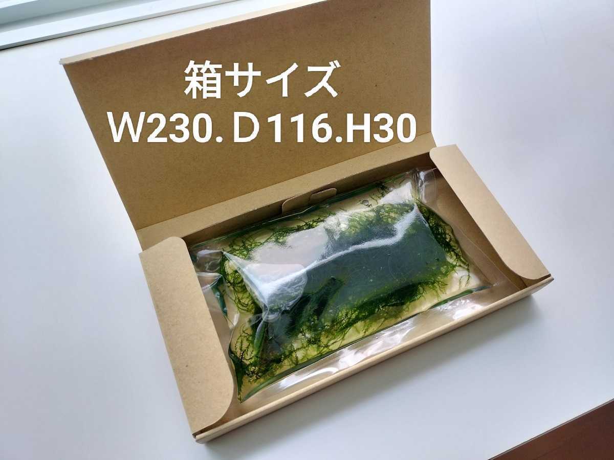 ウイローモス　２０～３０ｇ程度（画像２セット）　メダカの産卵床に使ってます！_画像4