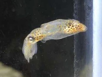 No39【3匹セット】ヒメイカ　世界最小級ミニサイズ　近海魚　海水魚　生体　頭足網ダンゴイカ目ヒメイカ科_画像1