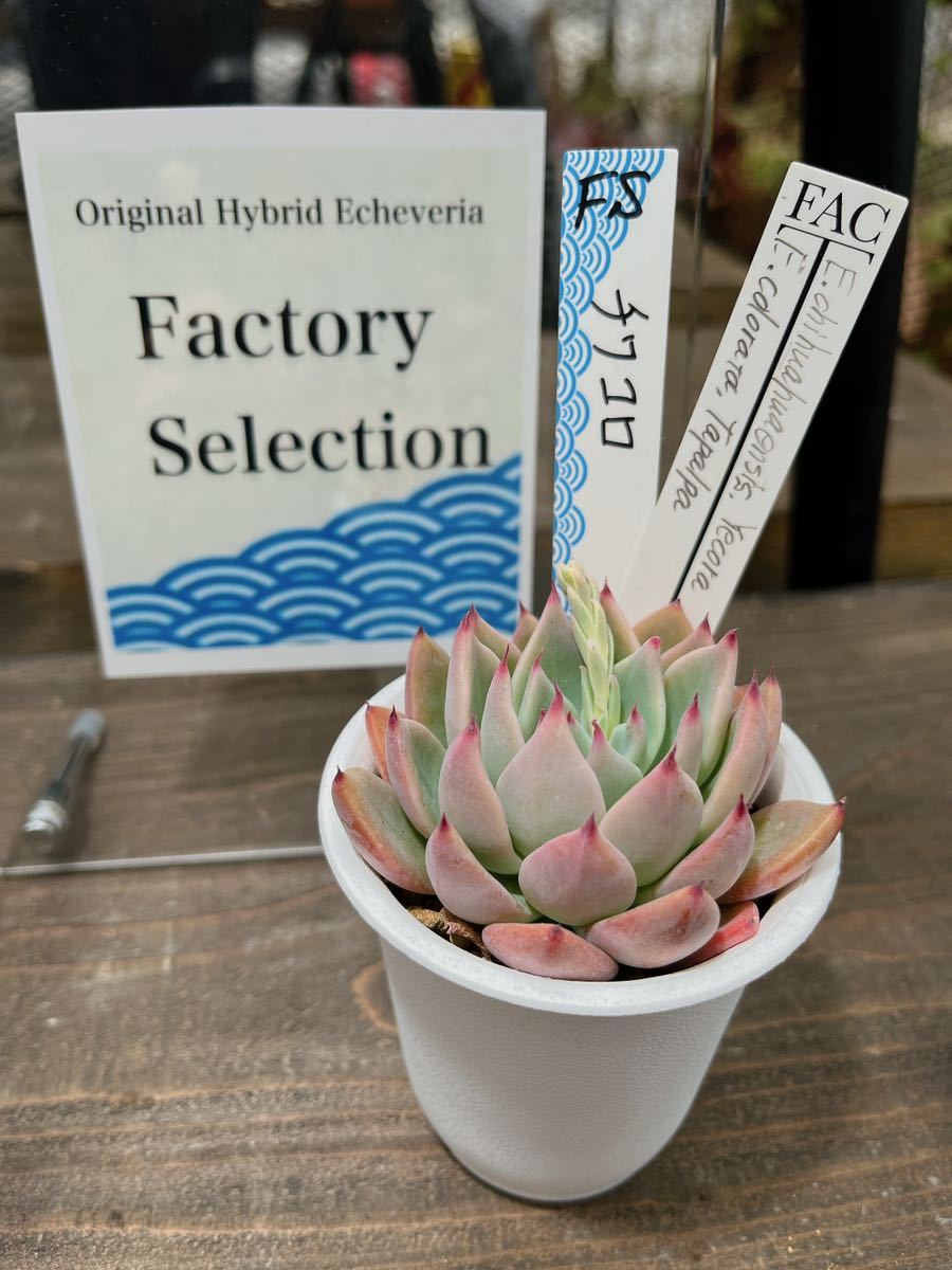 チワワエンシス ジェコラ×コロラータ タパルパ【FactorySelection苗】【多肉植物製作所】【多肉植物】【エケベリア】【実生】_画像1