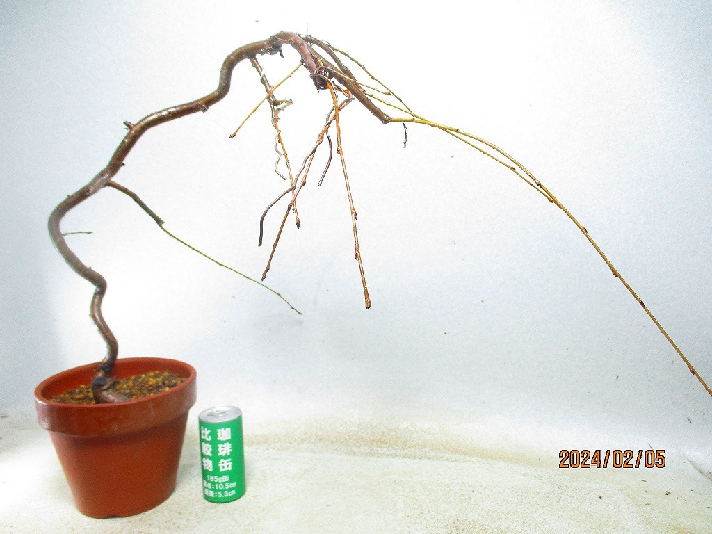 [. manner bonsai Ryuutsu ]sidare Sakura (0240) total height :53.*140 size * same packing conditions have *[ together transactions ] procedure .* postage clear writing *