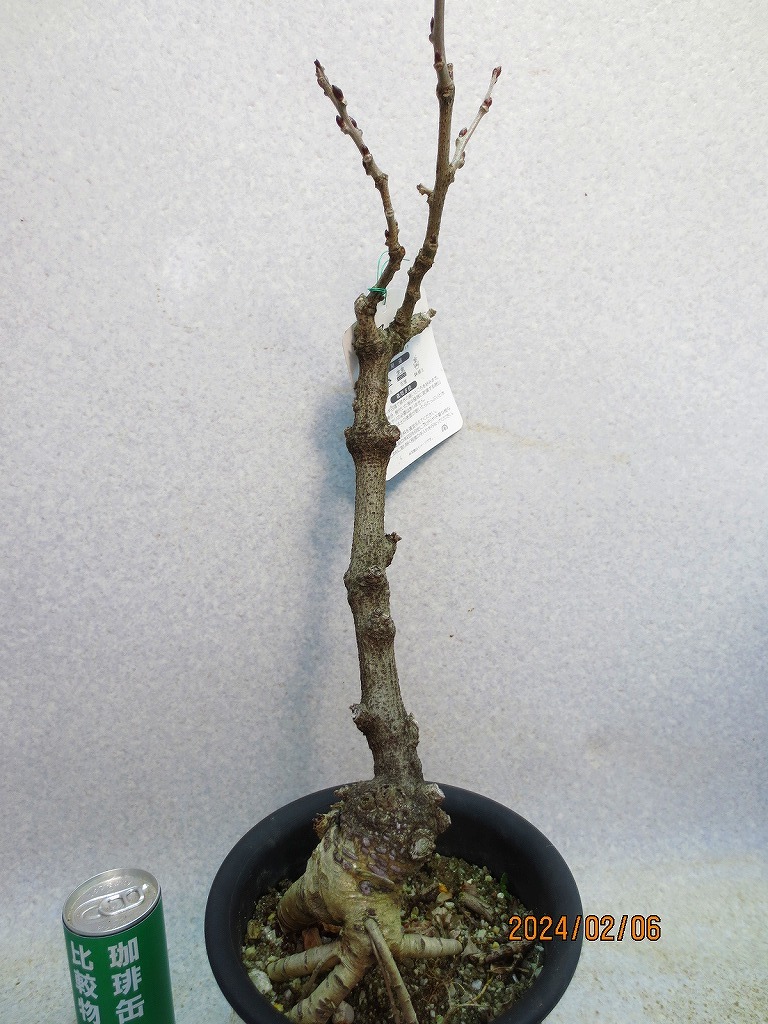[. manner bonsai Ryuutsu ] one -years old wistaria (02444) total height :58.* same packing is [ together transactions ] procedure strict observance *100 size * postage clear writing 