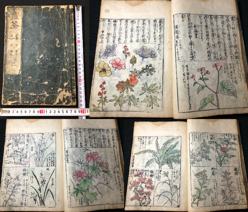 2676絵入 絵本 □画筌□ 山水草木 草花 守信/画 江戸中期時代物 2676絵入 絵本 □画筌□ 山水草木 草花 守信/画 江戸中期時代物