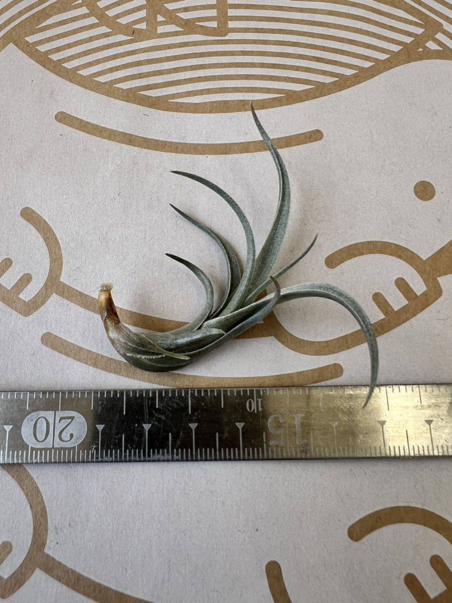 Tillandsia erici チランジア エリシー チランドシア_画像2