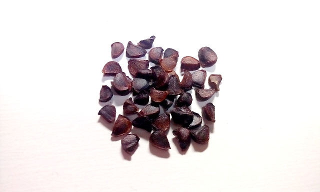 [ free shipping ]ayame seeds 40 piece 