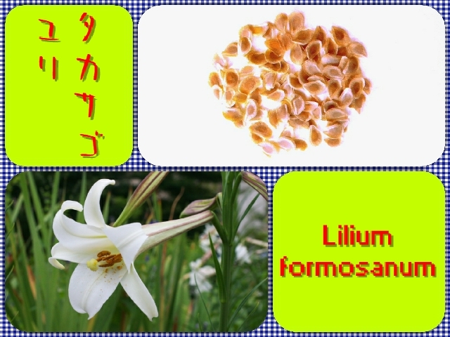 [ free shipping ]takasago lily seeds 200 piece 