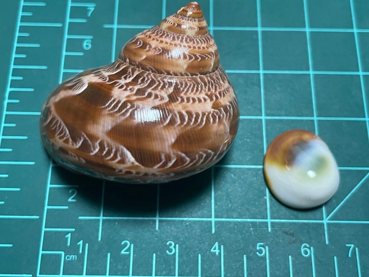 ハテルマリュウテンサザエ　特濃色　貝殻