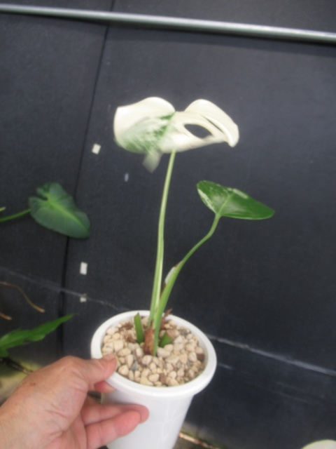 ＫＮ　白斑モンステラ　ボルシギアナ（MONSTERA DELICIOSA var, BORSIGIANA `WHITE VARIEGATED`）　1　　　　0.8Ｍ以下_画像5