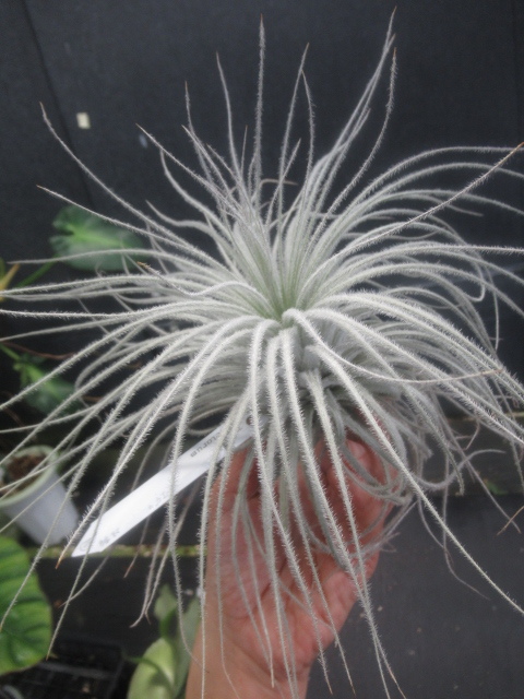 ＫＮ　ティランジ　テクトラム　‘スモール　フォーム‘（TILLANDSIA TECTORUM `SMALL FORM`）　　　　0.8Ｍ以下_画像6