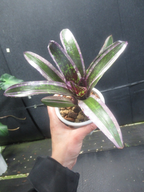 ＫＮ　リサ作！　ネオレゲリア　ハイブリッド　‘オールウェイズ　カレン‘（NEOREGELIA hybrid `ALWAYS KAREN`）　　0.8Ｍ以下_画像6