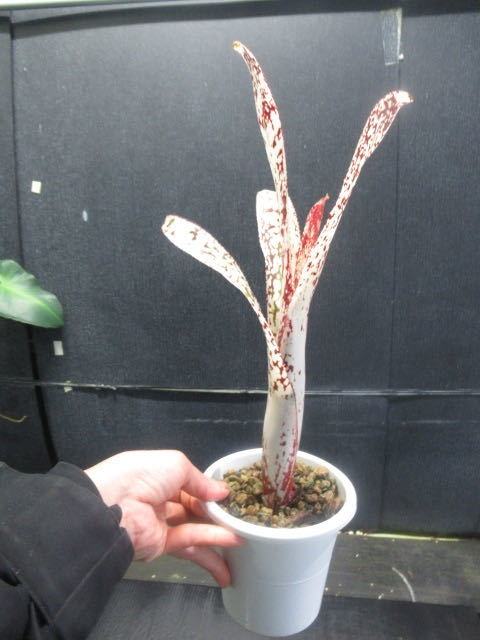 ＫＮ　１円！　ビルベルギア(ツツアナナス属）　ハイブリッド　‘カサブランカ‘（BILLBERGIA hybrid `CASA BLANCA`）　　　0.8Ｍ以下_画像3