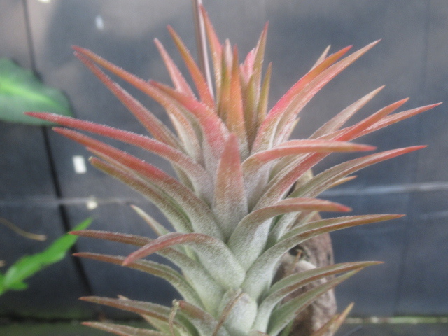 ＫＮ　１円！　ティランジア　イオナンタ　バンハイニンギー（ラージ）（TILLANDSIA IONANTHA　　VANHYNINGII (large)）　　　0.8Ｍ以下_画像7