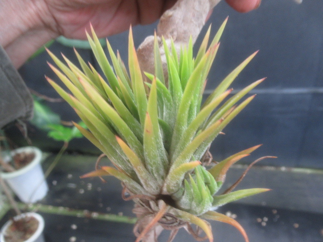 ＫＮ　ティランジア　イオナンタ　‘ピーチ‘（TILLANDSIA IONANTHA `PEACH`）　　　0.8Ｍ以下_画像2