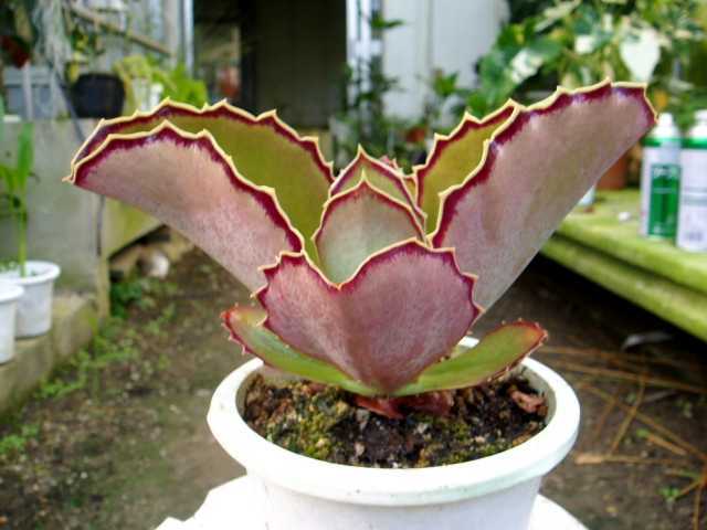 ＫＮ　カランコエ　シンセパーラ　‘ルビーガール‘（KALANCHOE SYNCEPALA `RUBY GIRL`）　２鉢出品　　1.2Ｍ以下_参考写真・・・