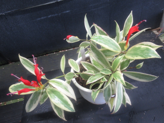 ＫＮ　エスキナンサス　ＳＰ、　‘ホワイトマージン‘（AESCHYNANTHUS SP, `WHITE MARGIN`）　　　　0.8Ｍ以下_画像5