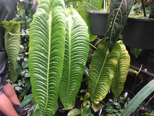 ＫＮ　アンスリューム(ベニウチワ属）　ベイッチー　‘ナローリーフ‘（ANTHURIUM VEITCHII `NARROW LEAF`）　　　1.2Ｍ以下_写真１は参考・・・