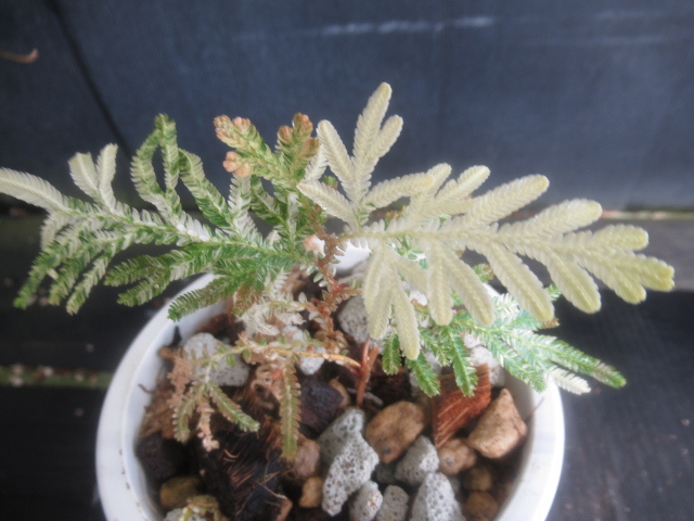 ＫＮ　セラギネラ(イワヒバ属）　ウィルデノウィ　‘バリエゲイテッド‘（SELAGINELLA WILLDENOWII `VARIEGATED`）　　　0.8Ｍ以下_画像3