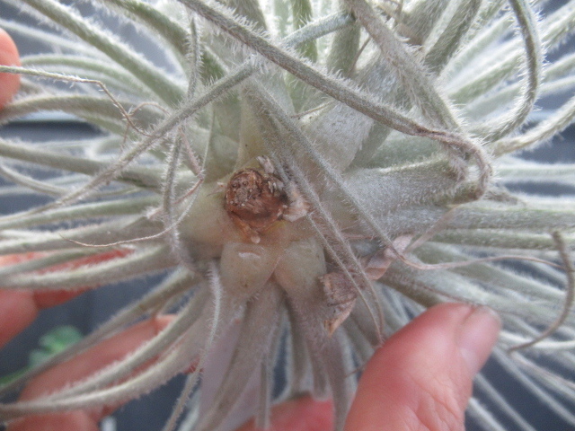 ＫＮ　ティランジ　テクトラム　‘スモール　フォーム‘（TILLANDSIA TECTORUM `SMALL FORM`）　　　　0.8Ｍ以下_画像7