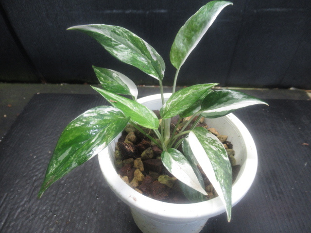 ＫＮ　１円！　エピプレムナム　ピナツム　‘ホワイト　バリエゲイテッド‘（EPIPREMNUM PINNATUM `WHITE VARIEGATED`）0.8Ｍ以下_画像2