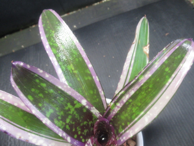 ＫＮ　リサ作！　ネオレゲリア　ハイブリッド　‘オールウェイズ　カレン‘（NEOREGELIA hybrid `ALWAYS KAREN`）　　0.8Ｍ以下_画像5