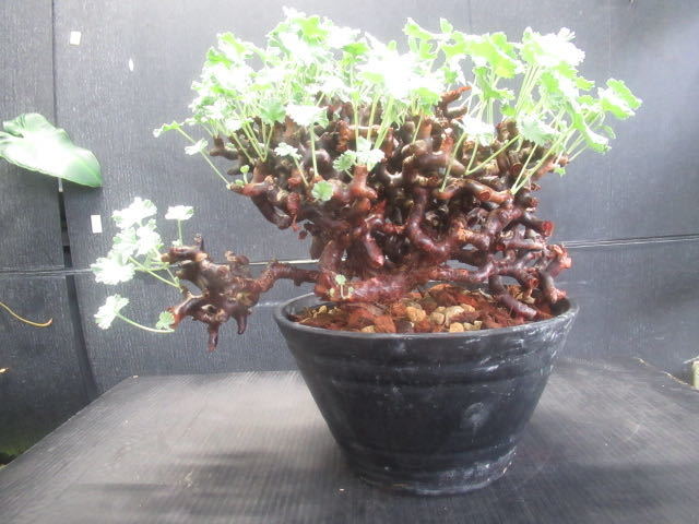 ＫＮ　ペラルゴニューム(テンジクアオイ属）　ミラビレ（PELARGONIUM MIRABILE nr.11341）　　　1.2Ｍ以下_画像2