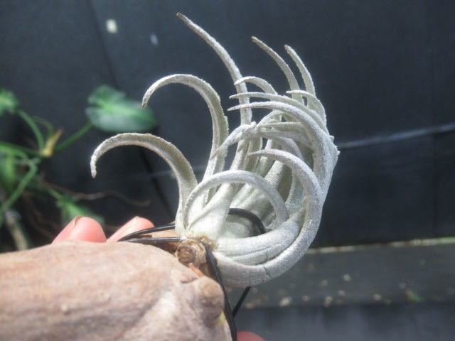 ＫＮ　ブラジル山採り株！　ティランジア　カルミネア（TILLANDSIA CARMINEA）　　　　0.8Ｍ以下_画像5