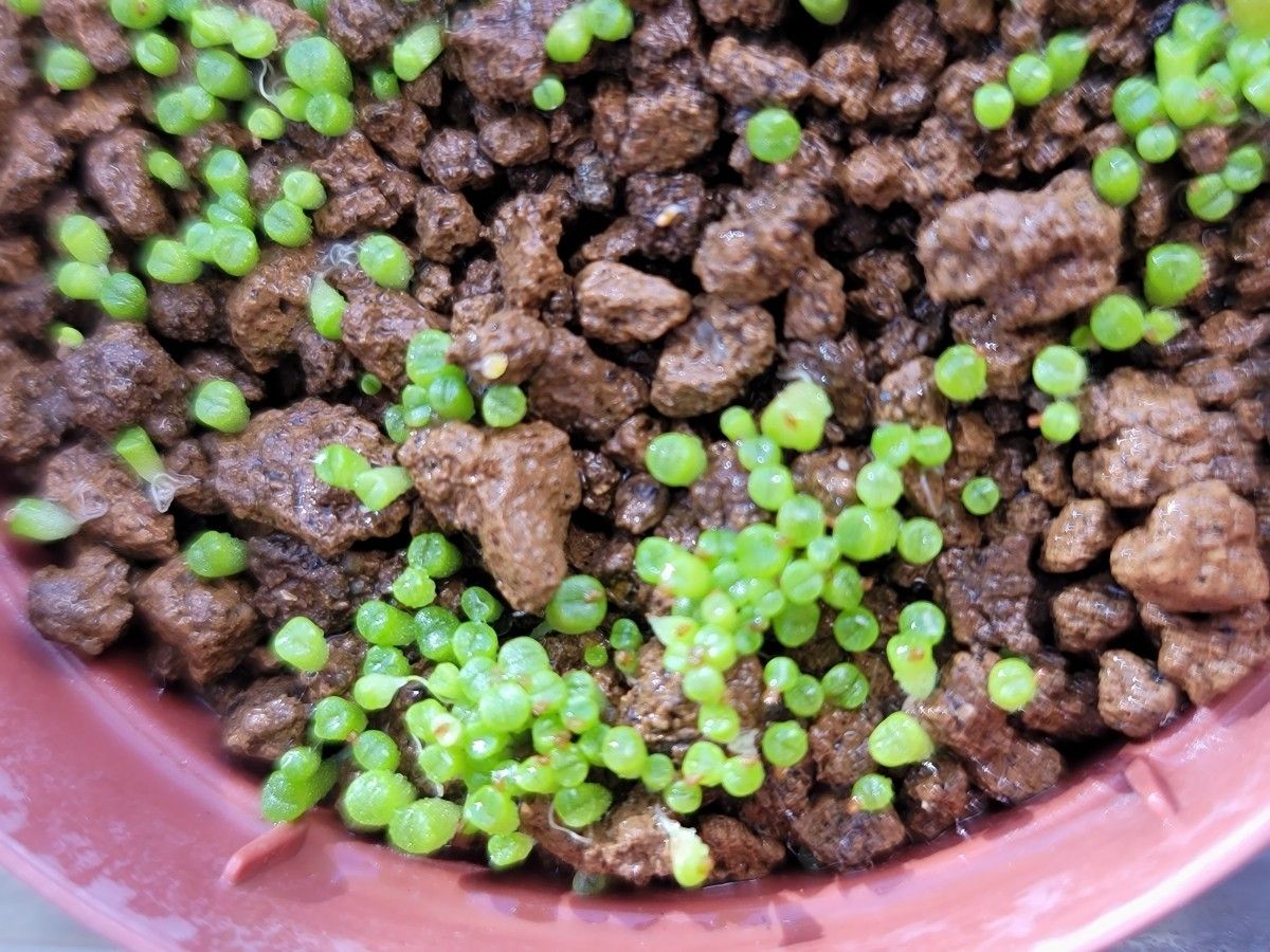 リトープス　ミックス種子１００粒&塊根植物　メストクレマ　マクロリズム種子２００粒　種子セット