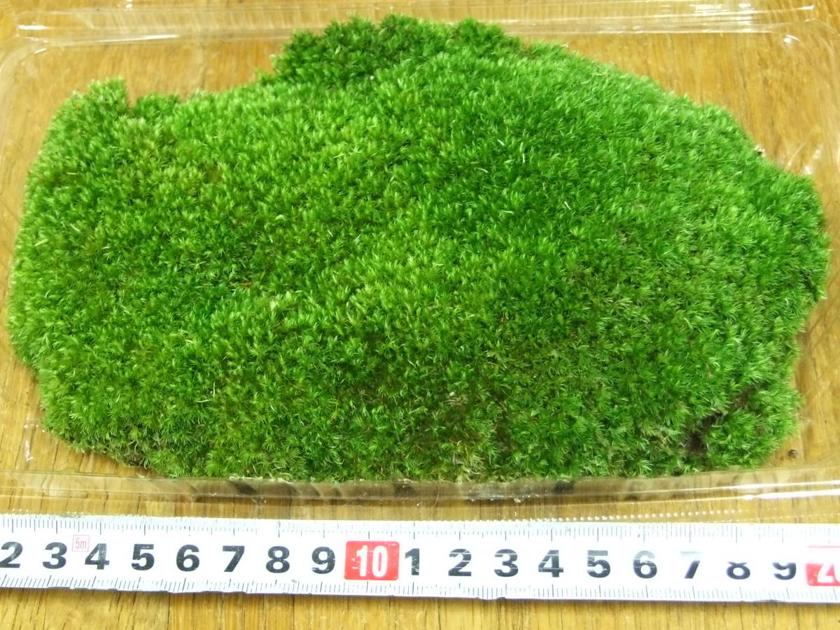 ホソバオキナゴケ　山苔　Lサイズ（22cm×14cm×4.5cm) No.407_画像4