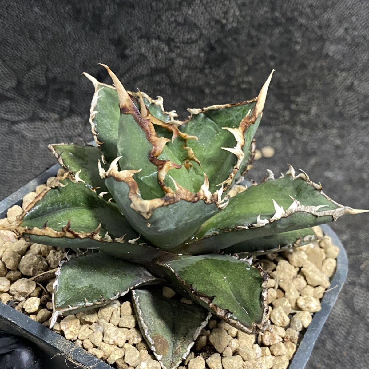  succulent plant agave chitanota. person beautiful stock departure root settled 
