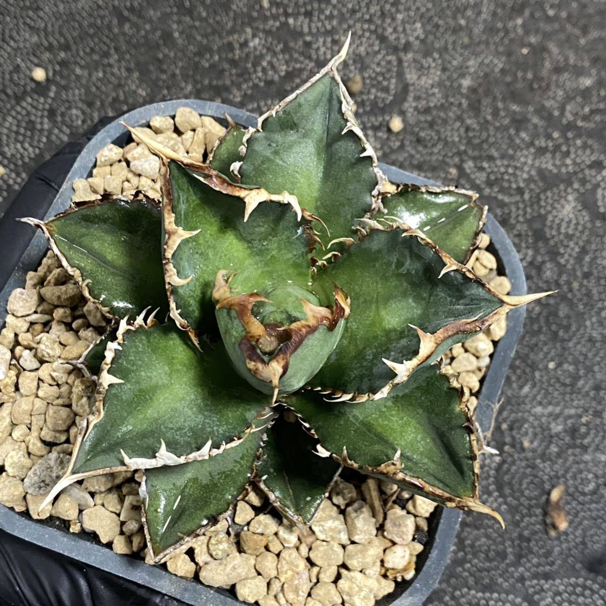  succulent plant agave chitanota. person beautiful stock departure root settled 