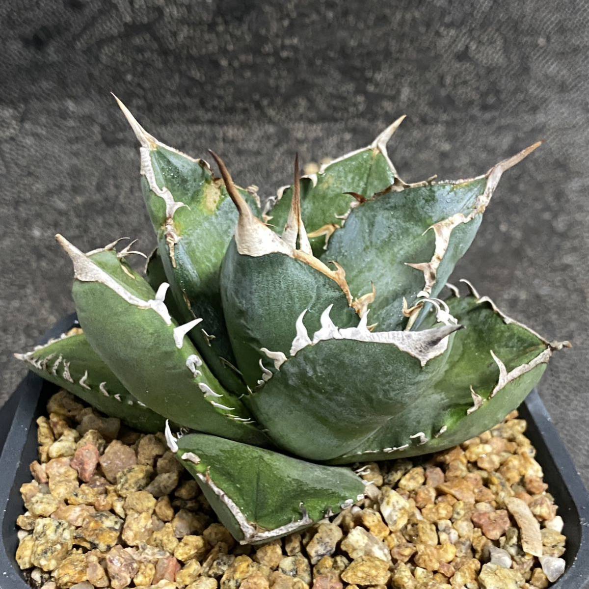  succulent plant agave chitanotaSAD rare beautiful stock departure root settled 