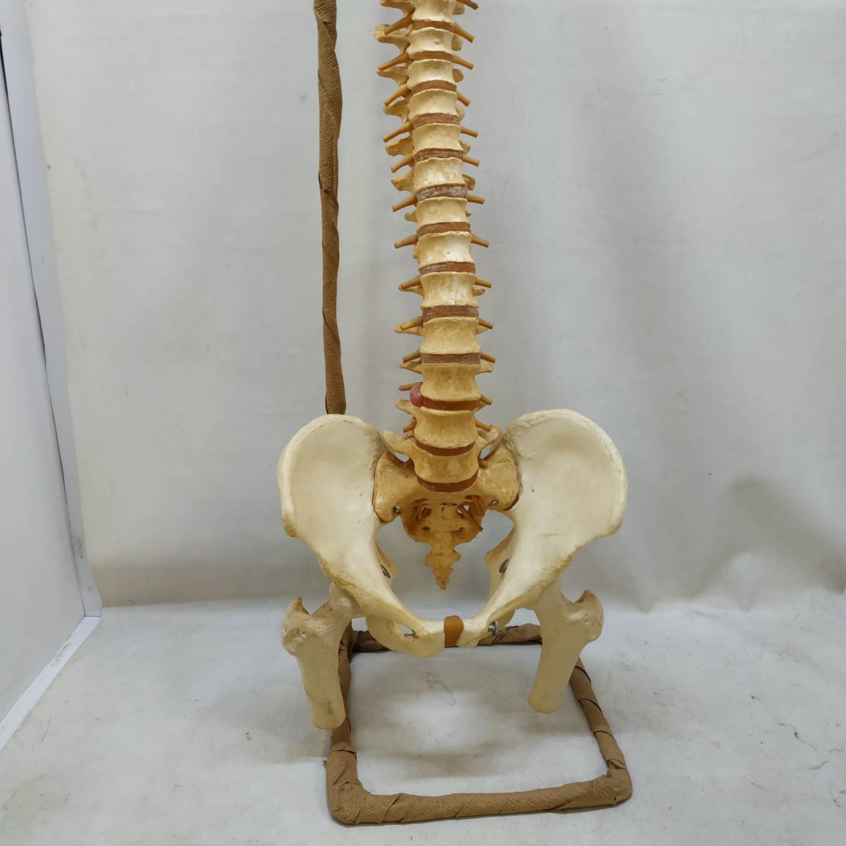 ◇ 背骨模型 医療モデル 人体模型・骨格模型 背骨 整体 カイロ 